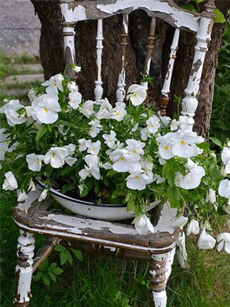 Fleurs Blanches sur la Chaise Délabrée Peinture par Numéros