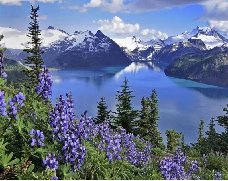 Fleurs et Montagne Peinture par Numéros