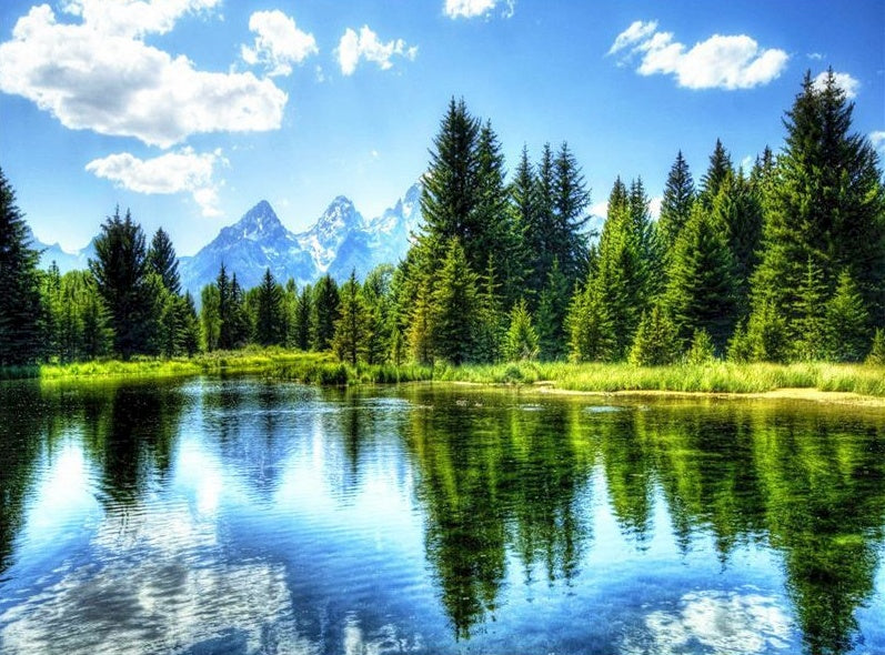 Forêt de Sapins Peinture par Numéros