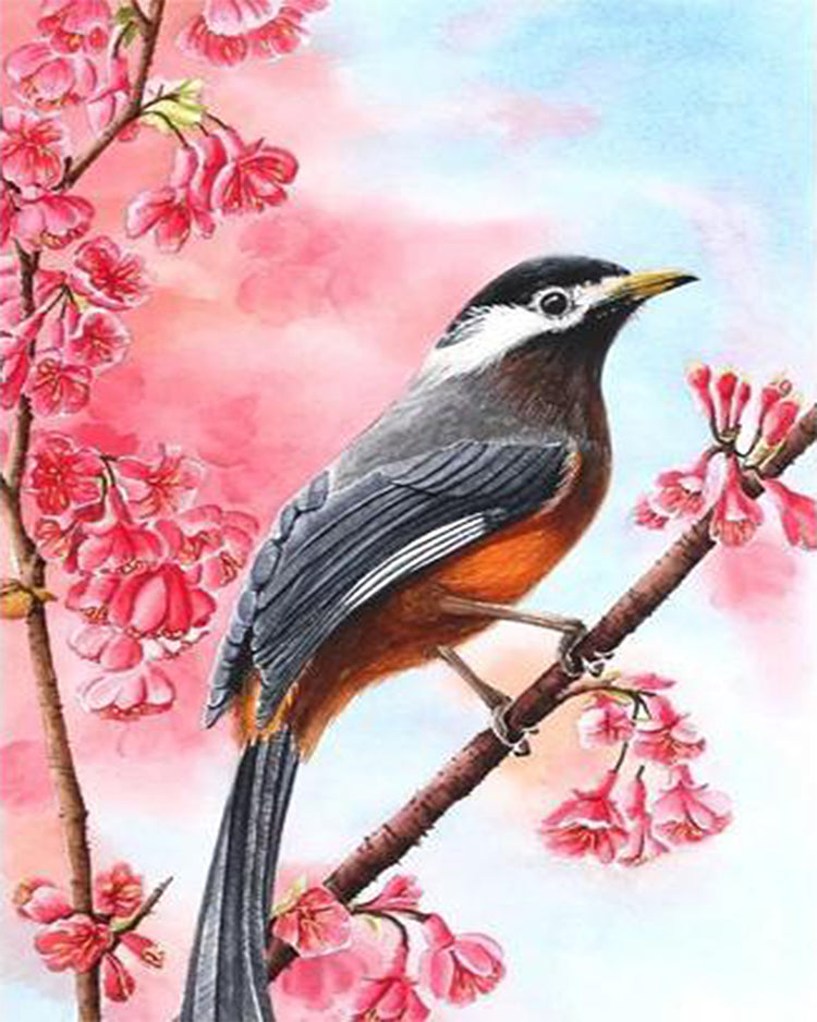 Garrulaxe Hoamy Oiseau Peinture par Numéros