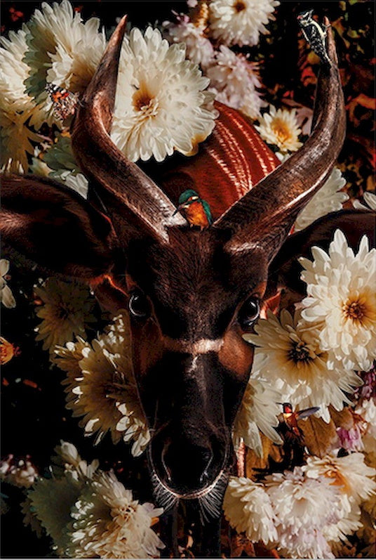 Gazelle et Fleurs Blanches Peinture par Numéros