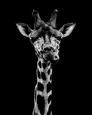 Girafe Noire et Blanche Peinture par Numéros