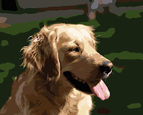 Golden Retriever dans le Soleil Peinture par Numéros