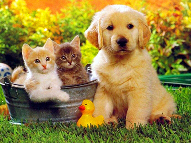Golden Retriever et Deux Petits Chatons Peinture par Numéros