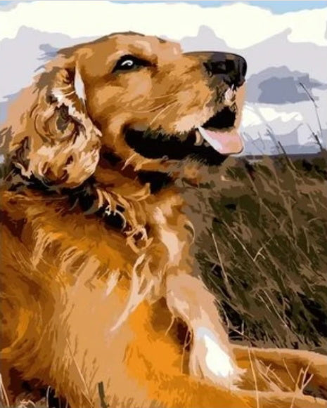 Golden Retriever sur la Pelouse Peinture par Numéros