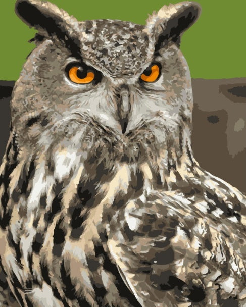 Grand Hibou Cool Peinture par Numéros