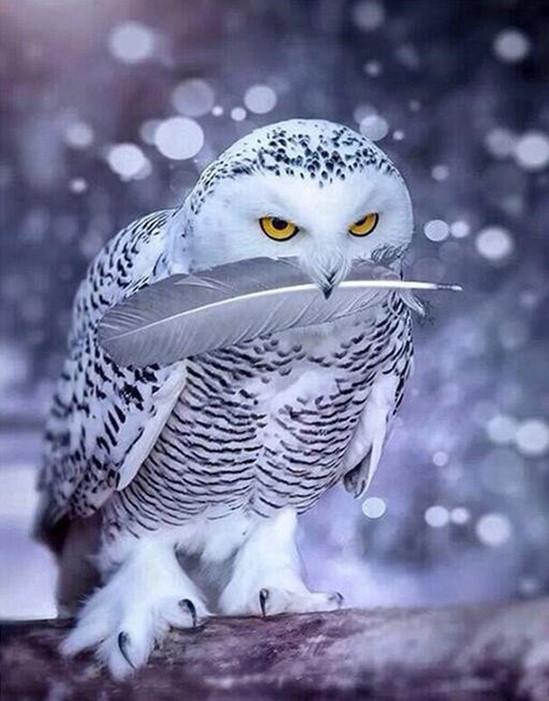 Harfang des Neiges dans la Neige Peinture par Numéros