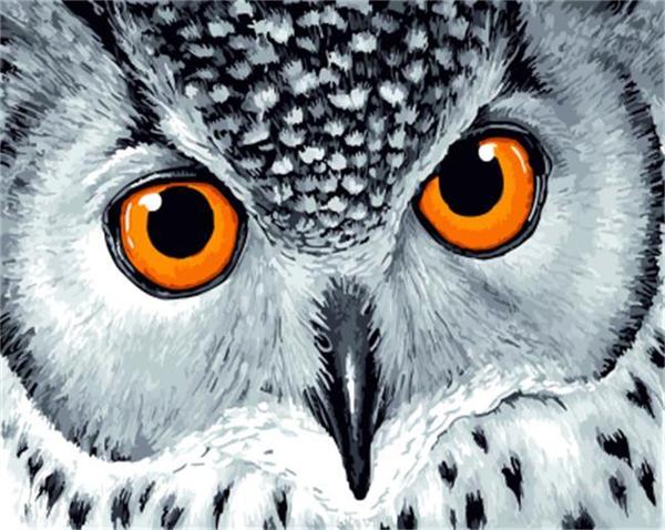 Hibou aux Yeux Oranges Peinture par Numéros