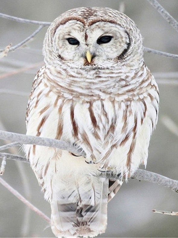 Hibou Blanc Peinture par Numéros