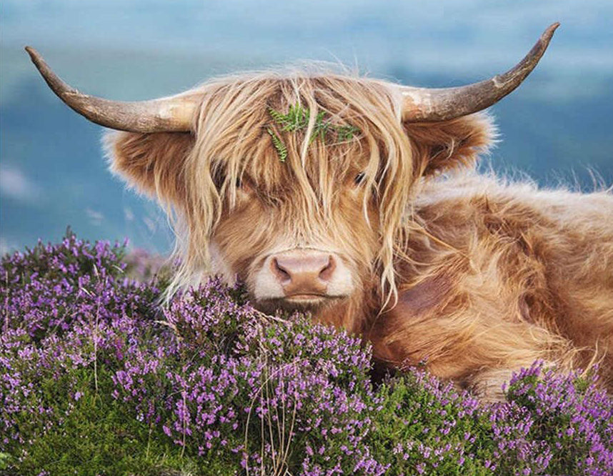Highland parmi des Fleurs Peinture par Numéros