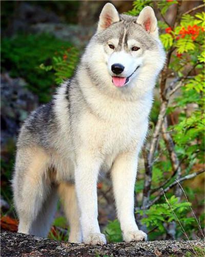 Huskie et les Arbres Peinture par Numéros