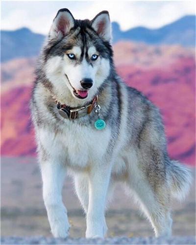 Huskie Joli Peinture par Numéros