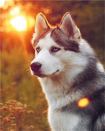 Husky sous le Soleil Peinture par Numéros