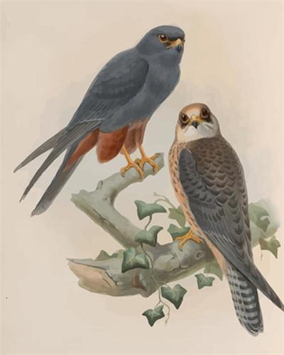 Jolis Oiseaux Peinture par Numéros