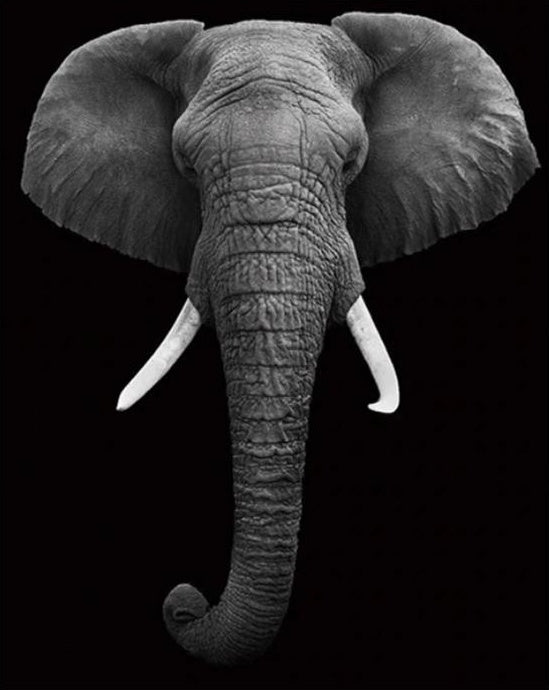 La Tête d'Éléphant Peinture par Numéros