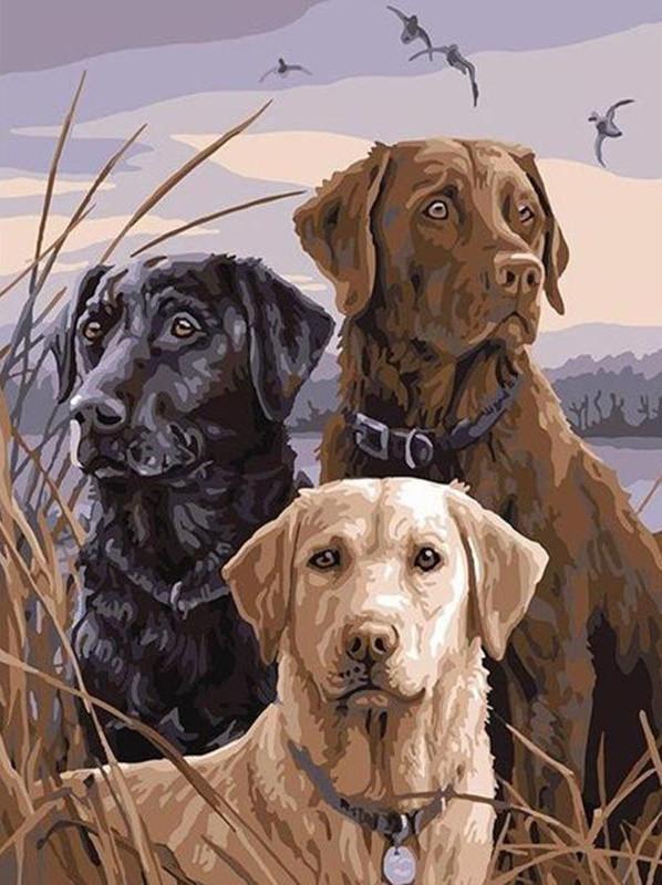 Labradors de Différent Couleurs Peinture par Numéros