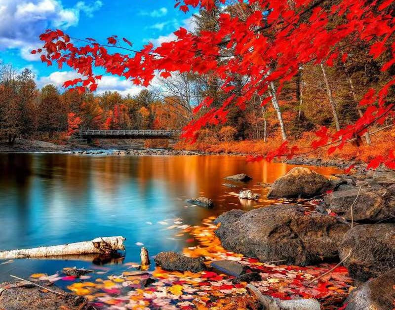 Lac et Feuilles Rouges Peinture par Numéros