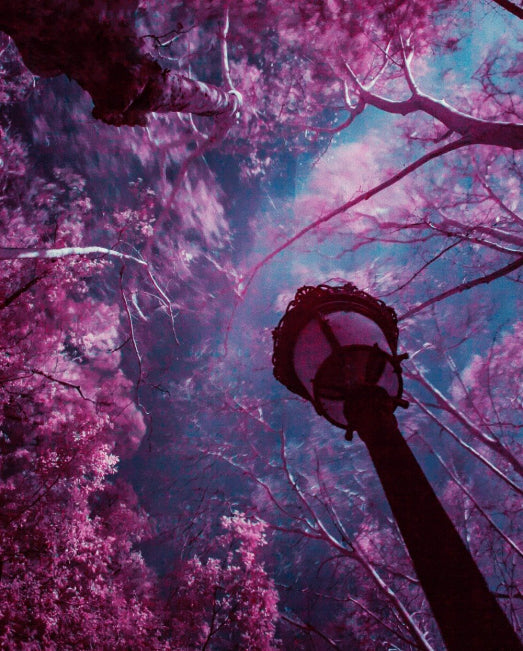 Lampe et Arbres Roses Peinture par Numéros