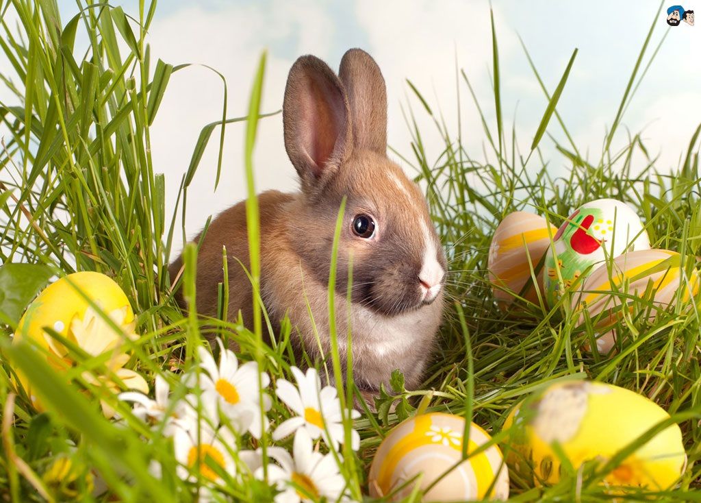 Lapin et Pâques Peinture par Numéros