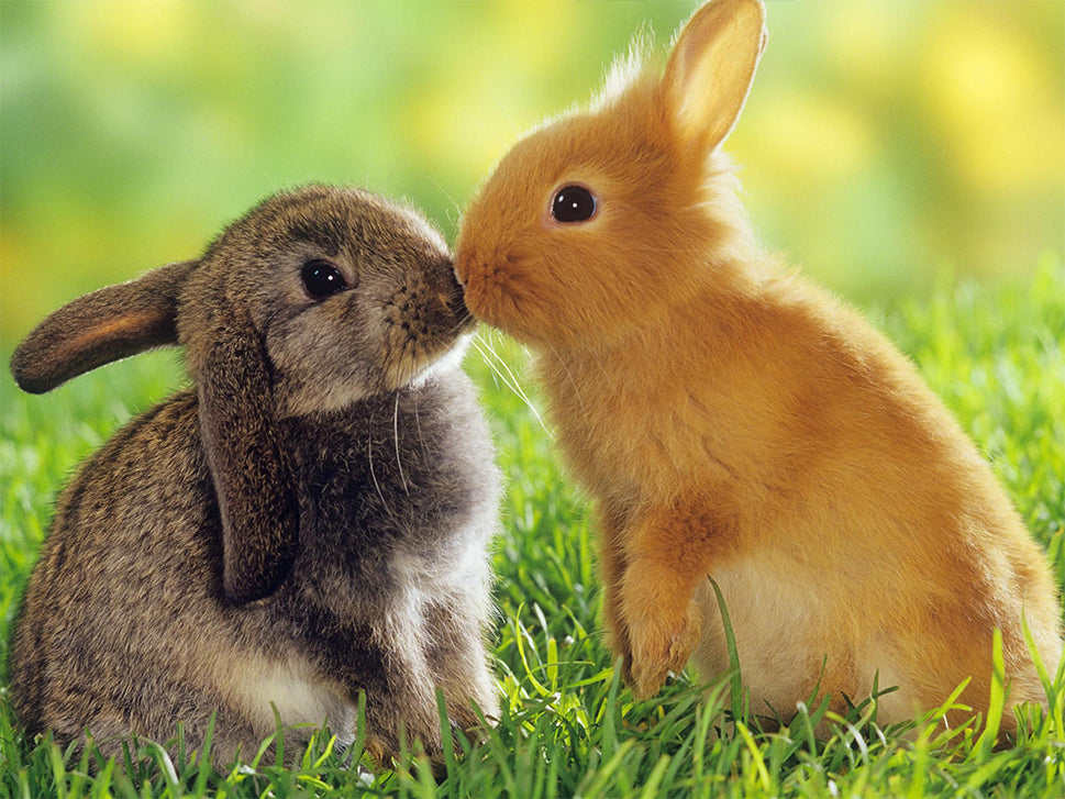 Lapins S'embrassant Peinture par Numéros