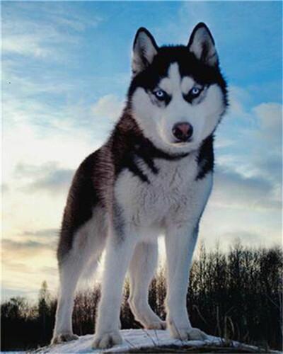 Le Roi du Huskie Peinture par Numéros