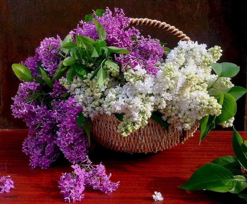 Lilas dans le Panier Peinture par Numéros