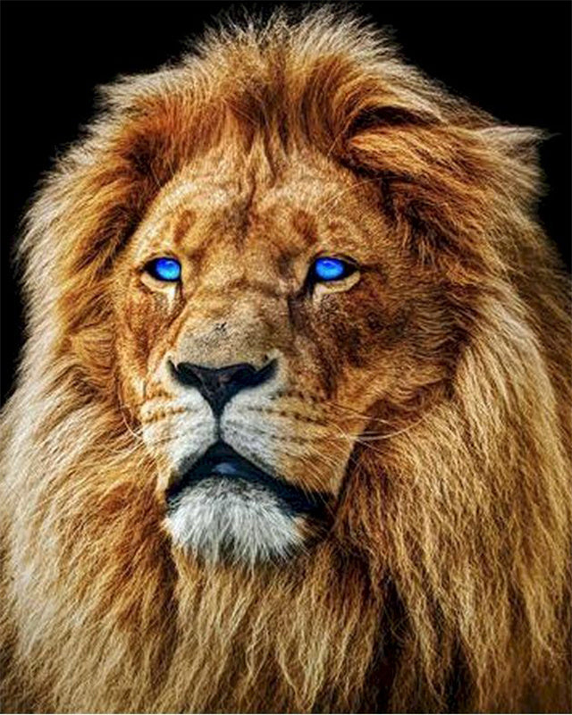 Lion aux Yeux Bleus Peinture par Numéros