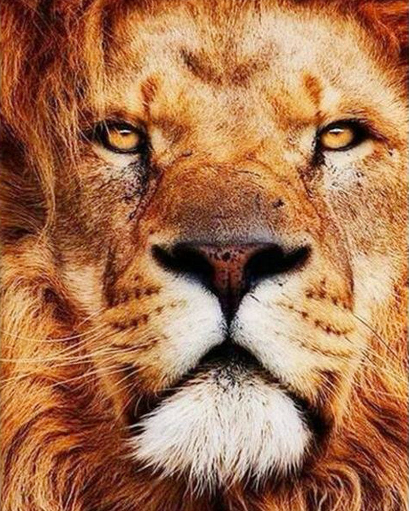 Lion aux Yeux Oranges Peinture par Numéros