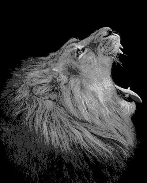 Lion Bâillant Peinture par Numéros