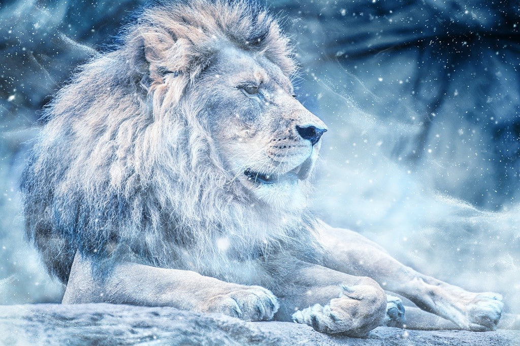 Lion Blanc dans la Neige Peinture par Numéros
