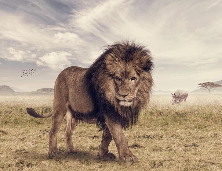 Lion dans la Savane Peinture par Numéros