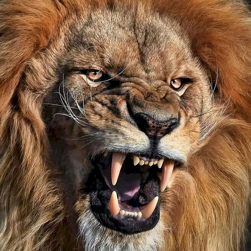Lion Féroce Peinture par Numéros