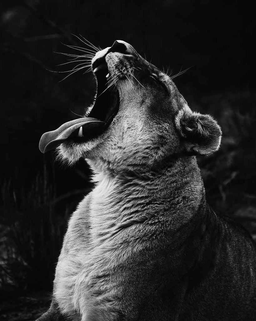 Lion Hurlant Peinture par Numéros