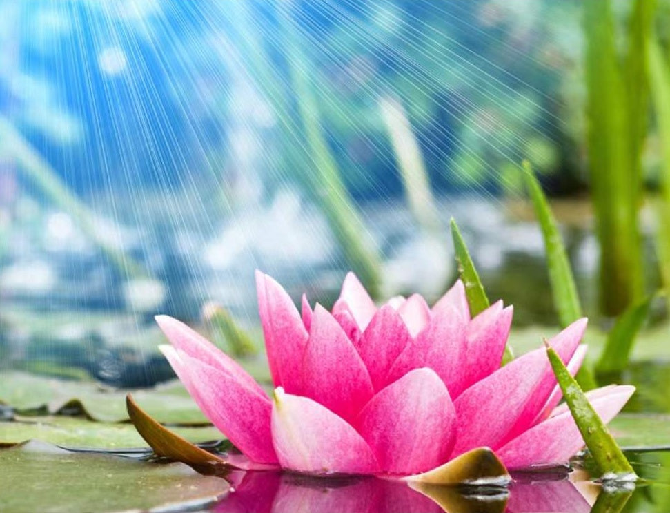 Lotus et Soleil Peinture par Numéros
