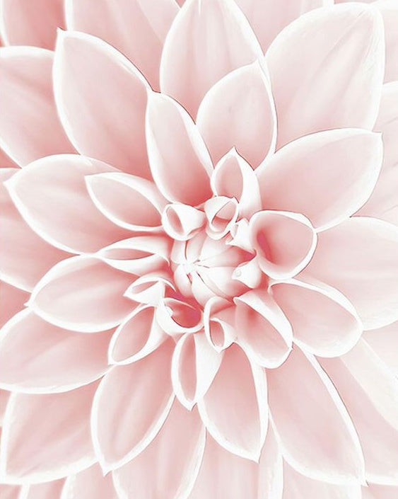 Lotus Rose Peinture par Numéros