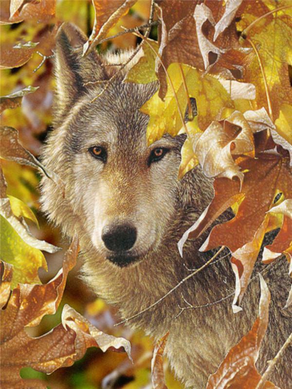 Loup avec des Feuilles Jaunes Peinture par Numéros