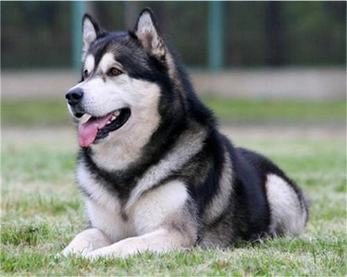 Malamute de l'Alaska Peinture par Numéros