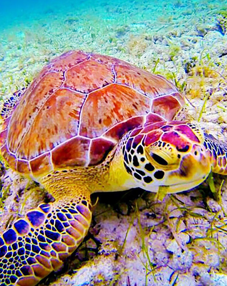 Maritime Tortue dans le Fond de la Mer Peinture par Numéros