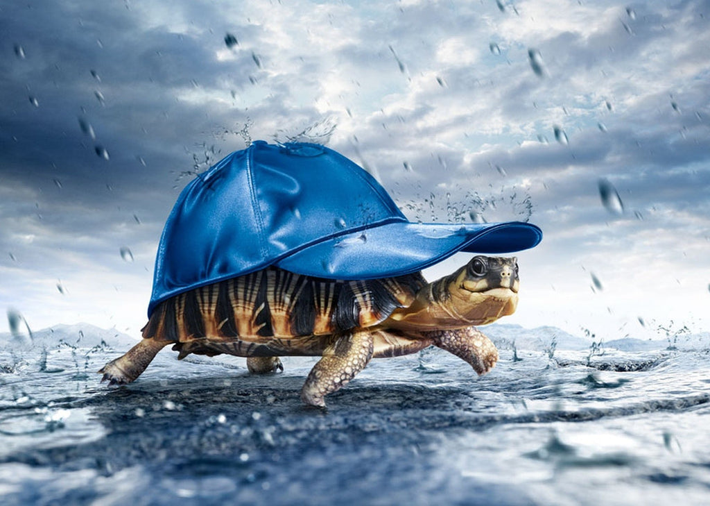 Maritime Tortue et Chapeau Bleu Peinture par Numéros