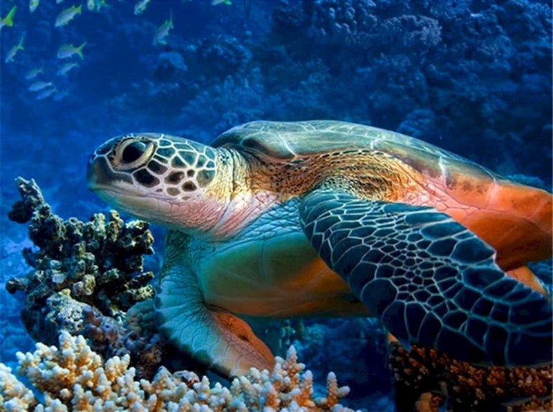 Maritime Tortue Nageant dans la Mer Peinture par Numéros