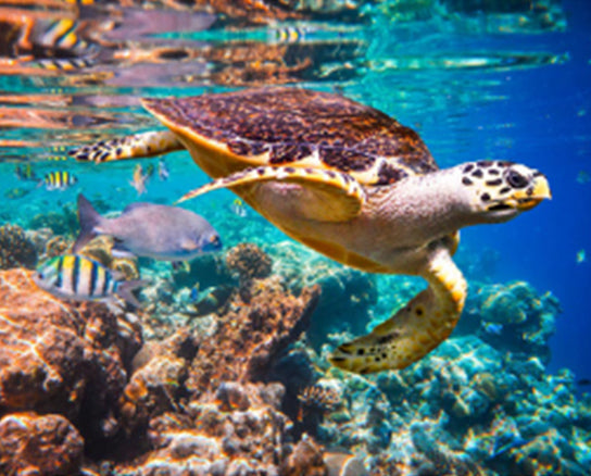 Maritime Tortue Nageant Peinture par Numéros