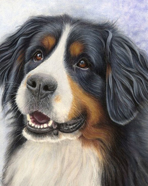 Mignon Bouvier Bernois Peinture par Numéros