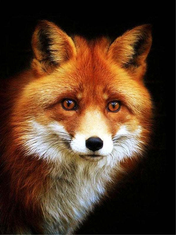 Mignon Renard Peinture par Numéros