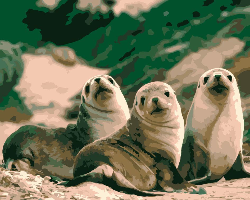 Mignons Phoques Peinture par Numéros