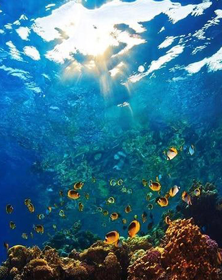 Monde de Mer Joli Peinture par Numéros