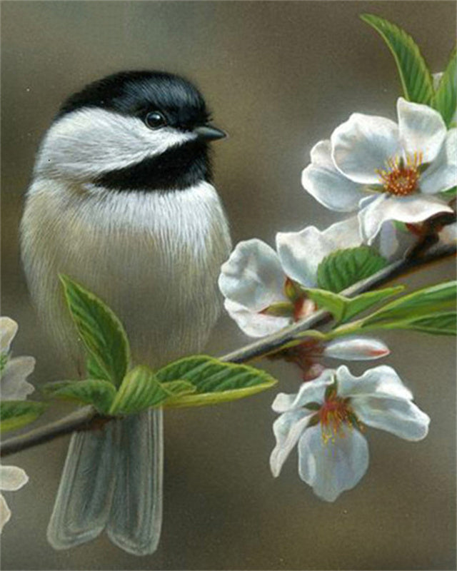 Oiseau Noir et Blanc avec des Fleurs Blanches Peinture par Numéros