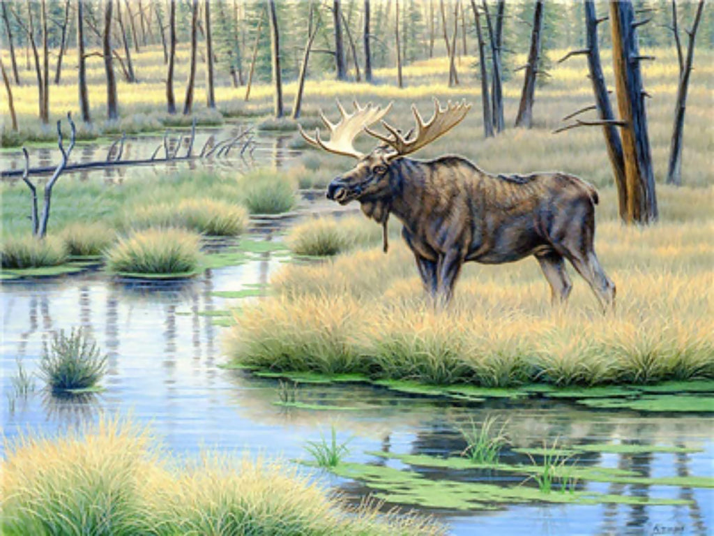 Orignal au Bord du Ruisseau Peinture par Numéros