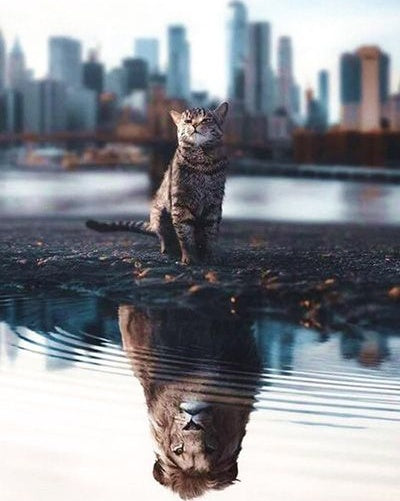 Peinture par numéros - Chat et Lion dans le Reflet