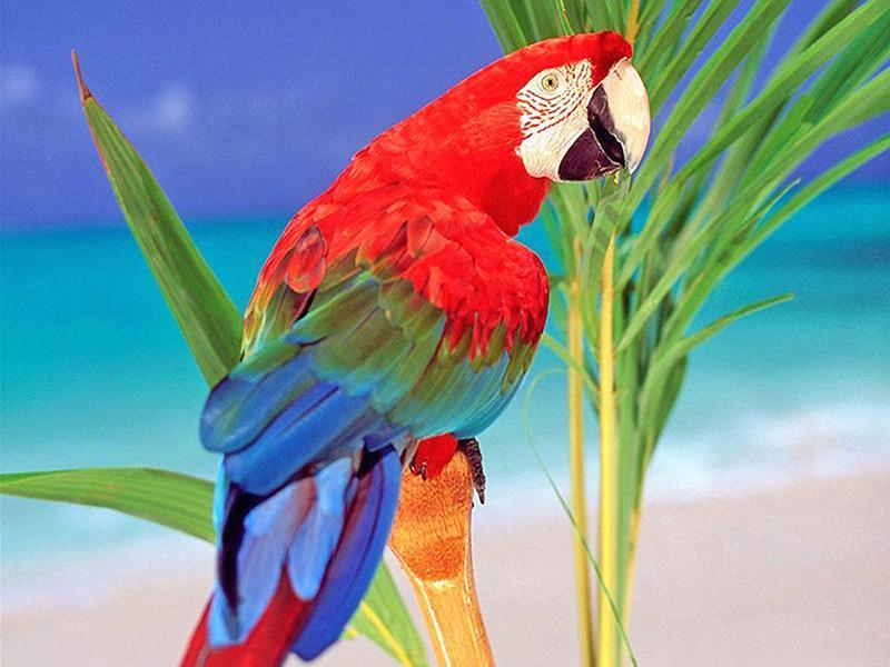 Perroquet sur la Plage Peinture par Numéros