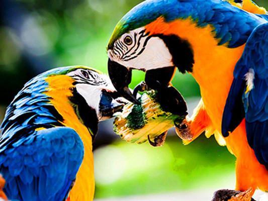 Perroquets Mangeant Peinture par Numéros